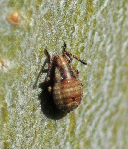 Stictopleurus sp.